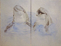 Schildert de versiering van keuken aan de hand: Dolfijnen lachers.
