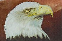 Profil d'aigle peint sur un rservoir de moto.